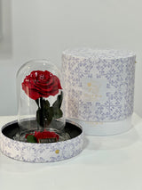 Ever Amour Red Infinity Rose