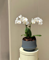 Elegant Mini White Orchid Plant