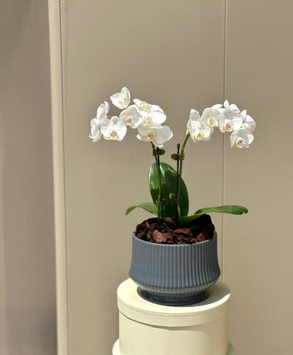 Elegant Mini White Orchid Plant