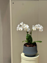 Elegant Mini White Orchid Plant
