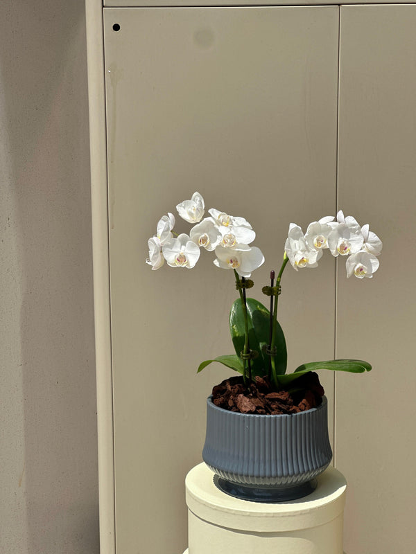 Elegant Mini White Orchid Plant
