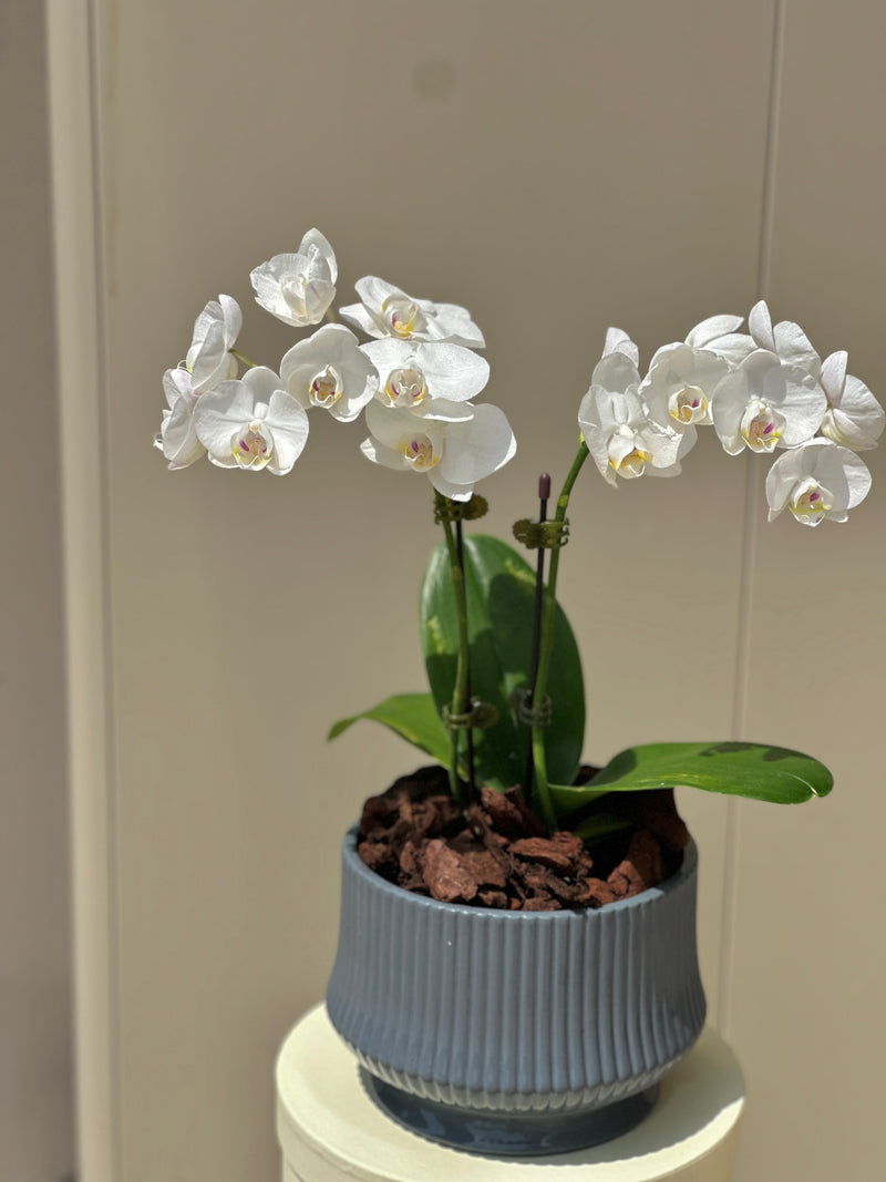 Elegant Mini White Orchid Plant