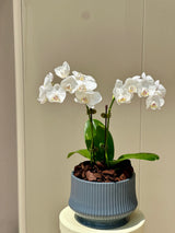 Elegant Mini White Orchid Plant